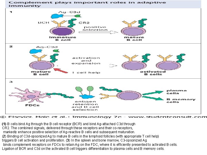 (1) B cells bind Ag through the B cell receptor (BCR) and bind Ag-attached