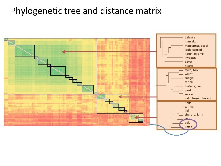 Phylogenetic tree and distance matrix balante manjaku, mankanya, pepel joola central karon, mlomp kwaatay