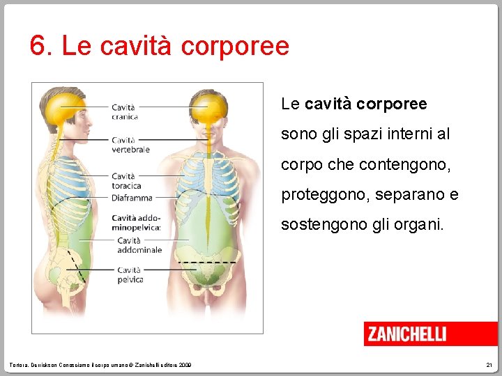 6. Le cavità corporee sono gli spazi interni al corpo che contengono, proteggono, separano
