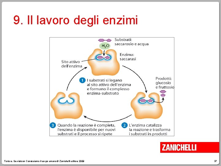 9. Il lavoro degli enzimi Tortora, Derrickson Conosciamo il corpo umano © Zanichelli editore