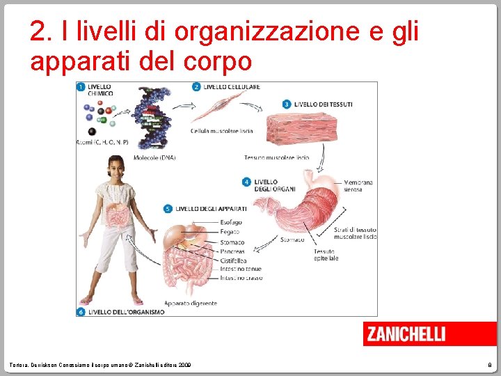 2. I livelli di organizzazione e gli apparati del corpo Tortora, Derrickson Conosciamo il