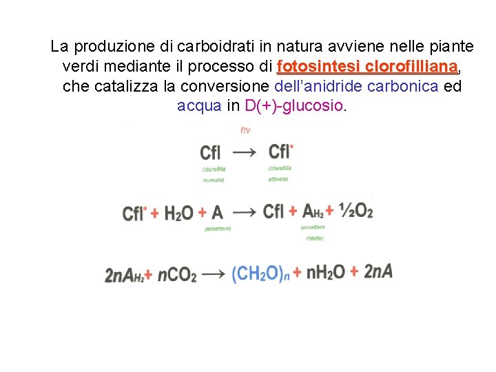 La produzione di carboidrati in natura avviene nelle piante verdi mediante il processo di