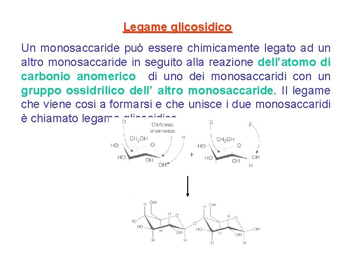 Legame glicosidico Un monosaccaride può essere chimicamente legato ad un altro monosaccaride in seguito