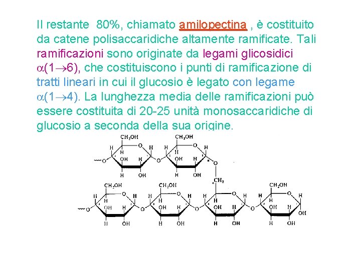 Il restante 80%, chiamato amilopectina , è costituito amilopectina da catene polisaccaridiche altamente ramificate.