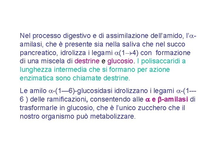 Nel processo digestivo e di assimilazione dell’amido, l’ amilasi, che è presente sia nella