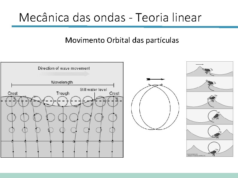 Mecânica das ondas - Teoria linear Movimento Orbital das partículas 