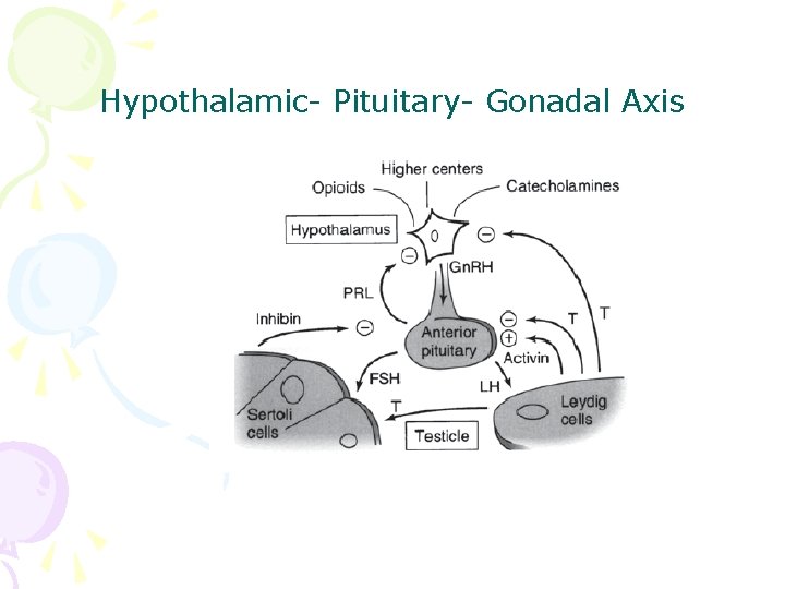 Hypothalamic- Pituitary- Gonadal Axis 