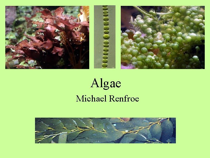 Algae Michael Renfroe 