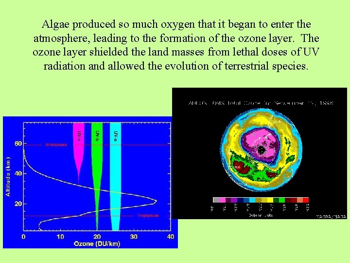 Algae produced so much oxygen that it began to enter the atmosphere, leading to
