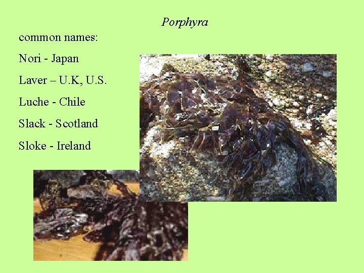 Porphyra common names: Nori - Japan Laver – U. K, U. S. Luche -