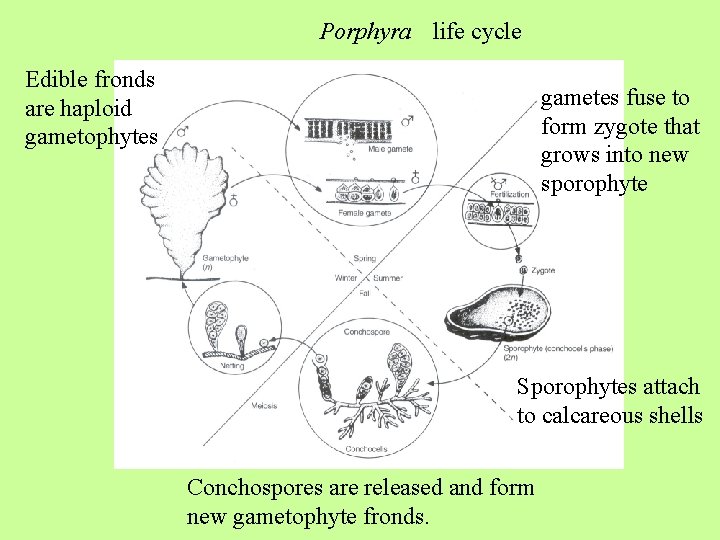 Porphyra life cycle Edible fronds are haploid gametophytes gametes fuse to form zygote that