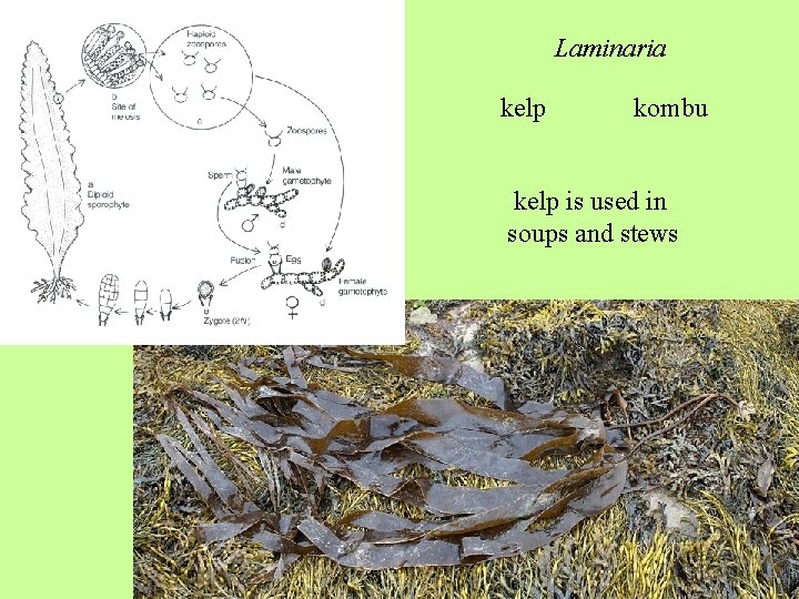 Laminaria kelp kombu kelp is used in soups and stews 