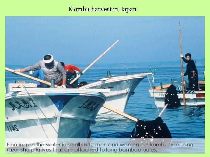 Kombu harvest in Japan 