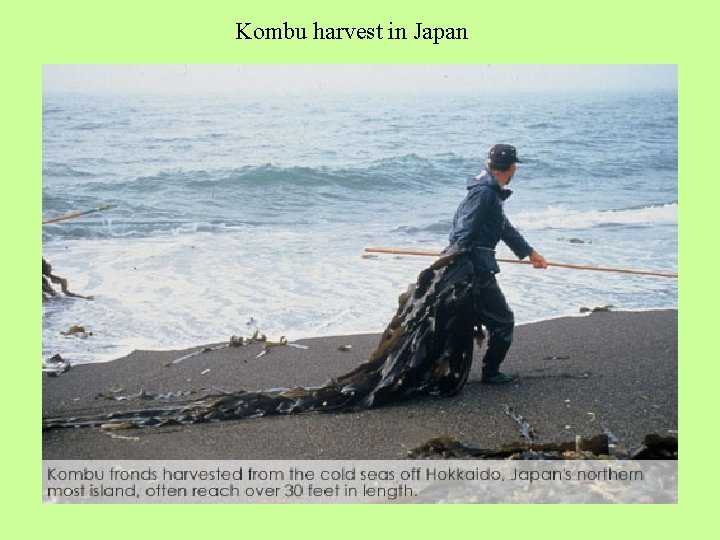 Kombu harvest in Japan 