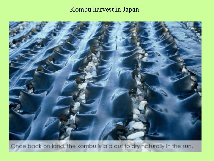 Kombu harvest in Japan 