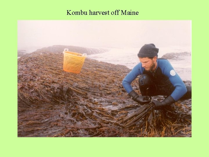 Kombu harvest off Maine 