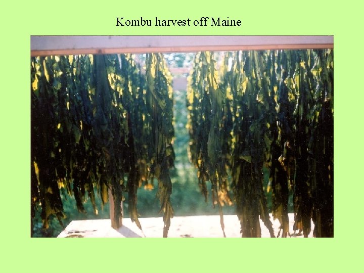 Kombu harvest off Maine 