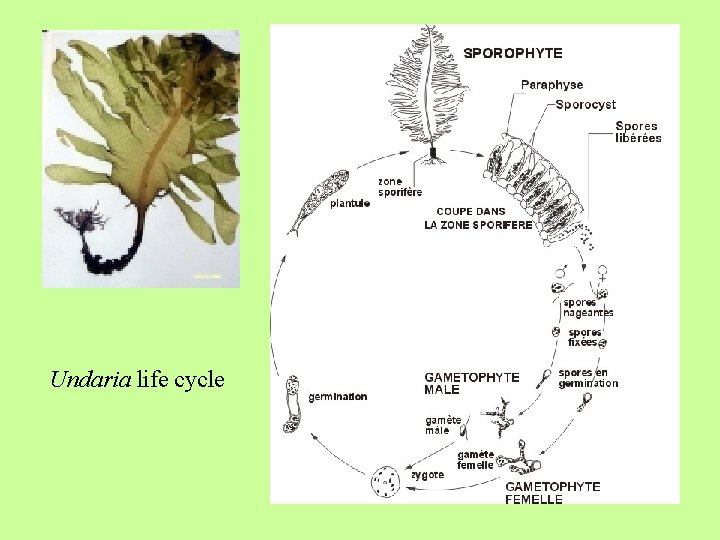 Undaria life cycle 