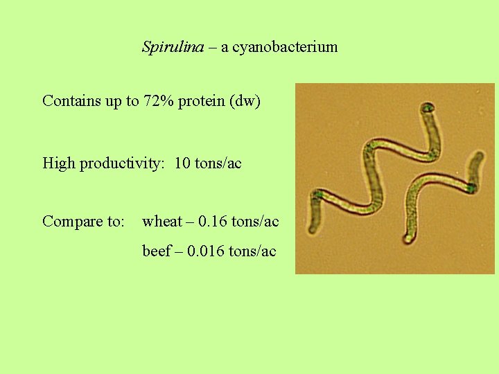Spirulina – a cyanobacterium Contains up to 72% protein (dw) High productivity: 10 tons/ac