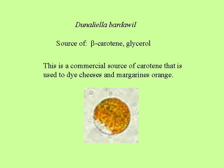 Dunaliella bardawil Source of: β-carotene, glycerol This is a commercial source of carotene that