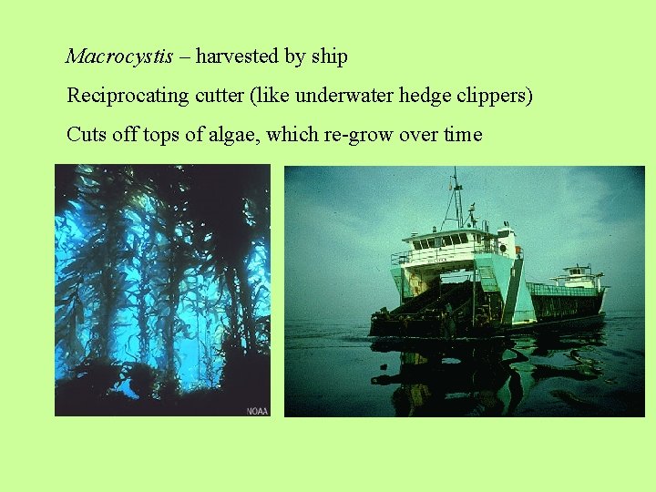 Macrocystis – harvested by ship Reciprocating cutter (like underwater hedge clippers) Cuts off tops