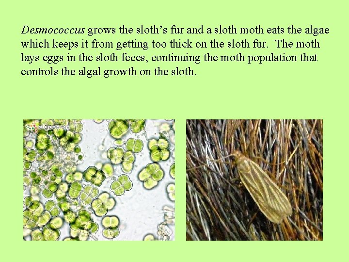 Desmococcus grows the sloth’s fur and a sloth moth eats the algae which keeps