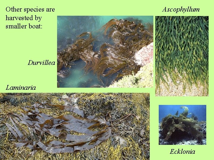 Other species are harvested by smaller boat: Ascophyllum Durvillea Laminaria Ecklonia 
