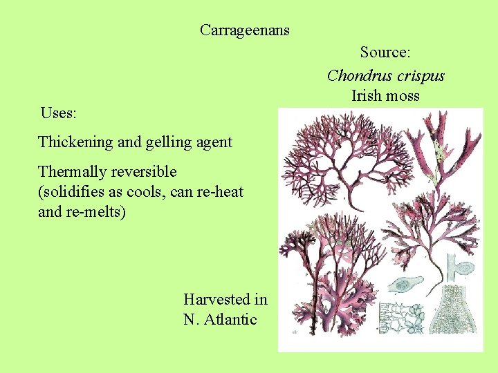 Carrageenans Source: Chondrus crispus Irish moss Uses: Thickening and gelling agent Thermally reversible (solidifies