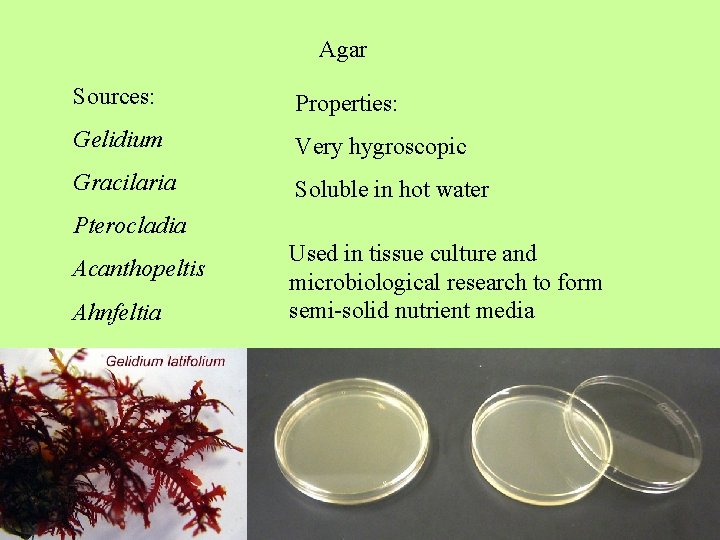Agar Sources: Properties: Gelidium Very hygroscopic Gracilaria Soluble in hot water Pterocladia Acanthopeltis Ahnfeltia