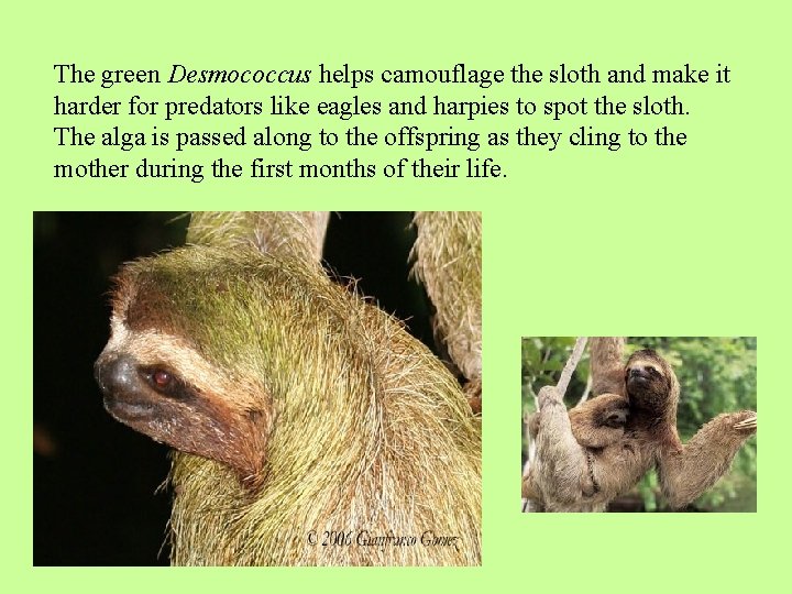 The green Desmococcus helps camouflage the sloth and make it harder for predators like
