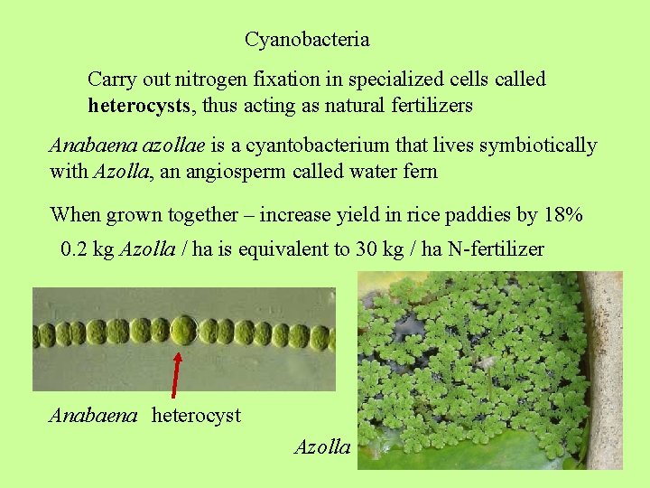 Cyanobacteria Carry out nitrogen fixation in specialized cells called heterocysts, thus acting as natural