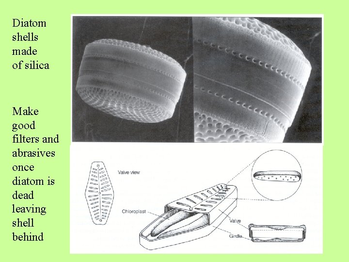 Diatom shells made of silica Make good filters and abrasives once diatom is dead