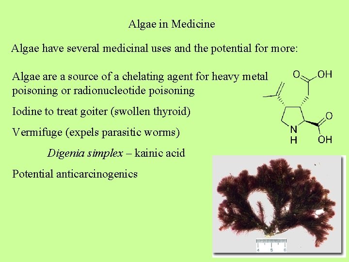 Algae in Medicine Algae have several medicinal uses and the potential for more: Algae