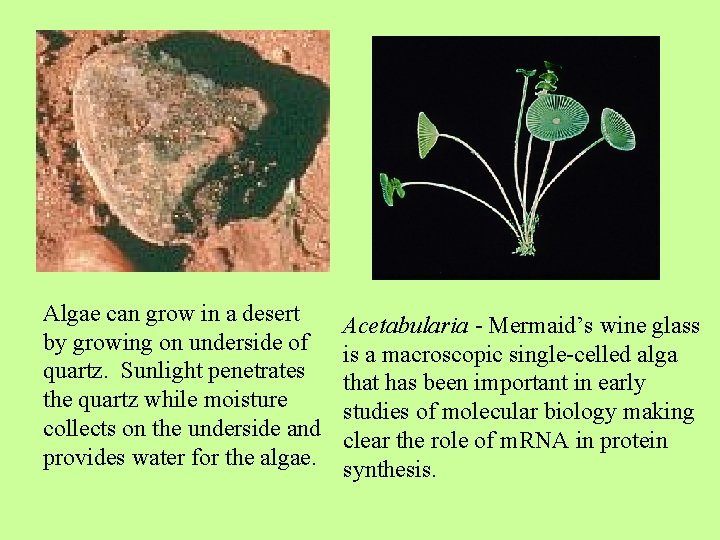 Algae can grow in a desert by growing on underside of quartz. Sunlight penetrates