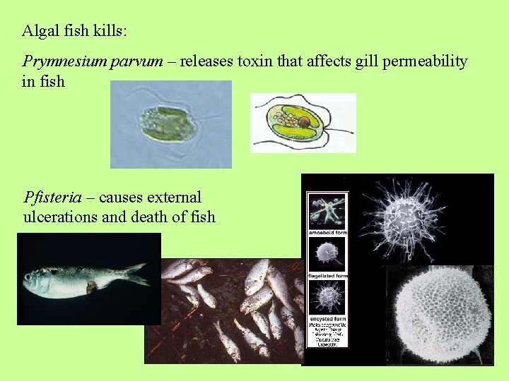 Algal fish kills: Prymnesium parvum – releases toxin that affects gill permeability in fish
