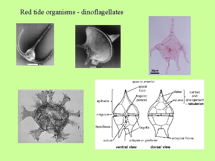 Red tide organisms - dinoflagellates 