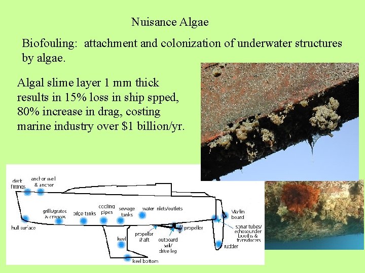 Nuisance Algae Biofouling: attachment and colonization of underwater structures by algae. Algal slime layer