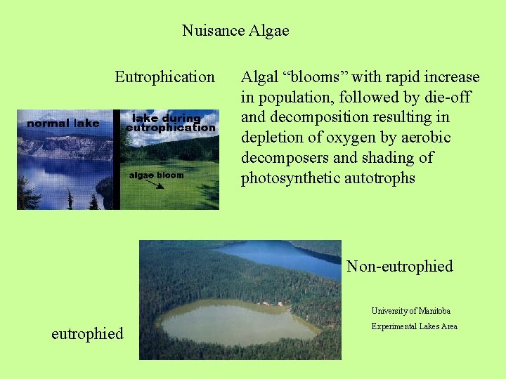 Nuisance Algae Eutrophication Algal “blooms” with rapid increase in population, followed by die-off and