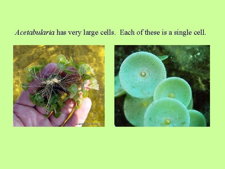 Acetabularia has very large cells. Each of these is a single cell. 