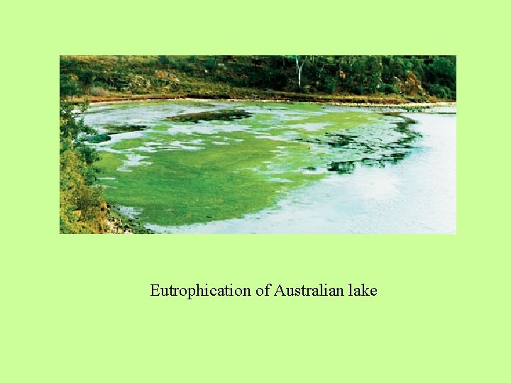 Eutrophication of Australian lake 