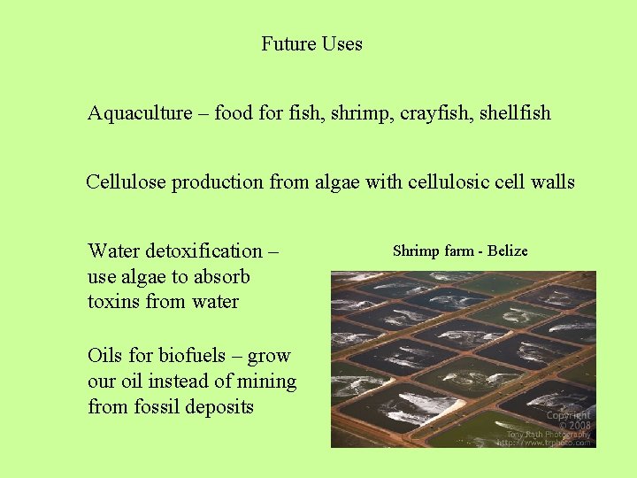 Future Uses Aquaculture – food for fish, shrimp, crayfish, shellfish Cellulose production from algae