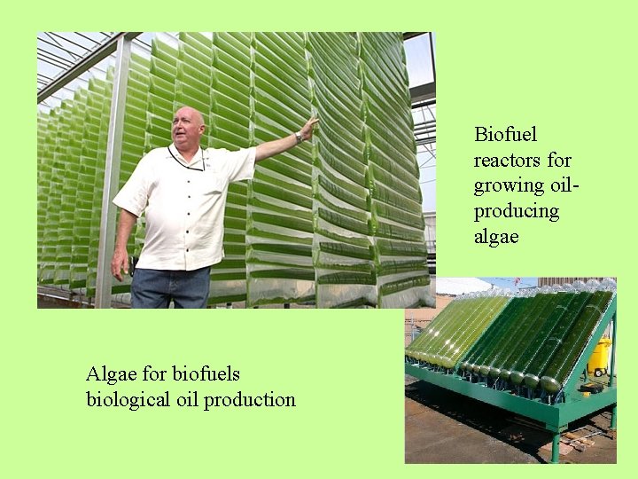 Biofuel reactors for growing oilproducing algae Algae for biofuels biological oil production 