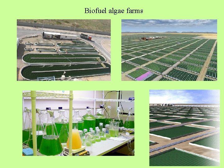 Biofuel algae farms 
