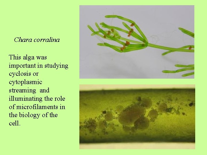 Chara corralina This alga was important in studying cyclosis or cytoplasmic streaming and illuminating