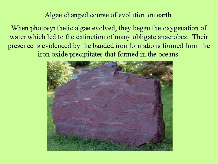 Algae changed course of evolution on earth. When photosynthetic algae evolved, they began the