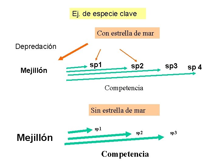 Ej. de especie clave Con estrella de mar Depredación Mejillón sp 1 sp 2