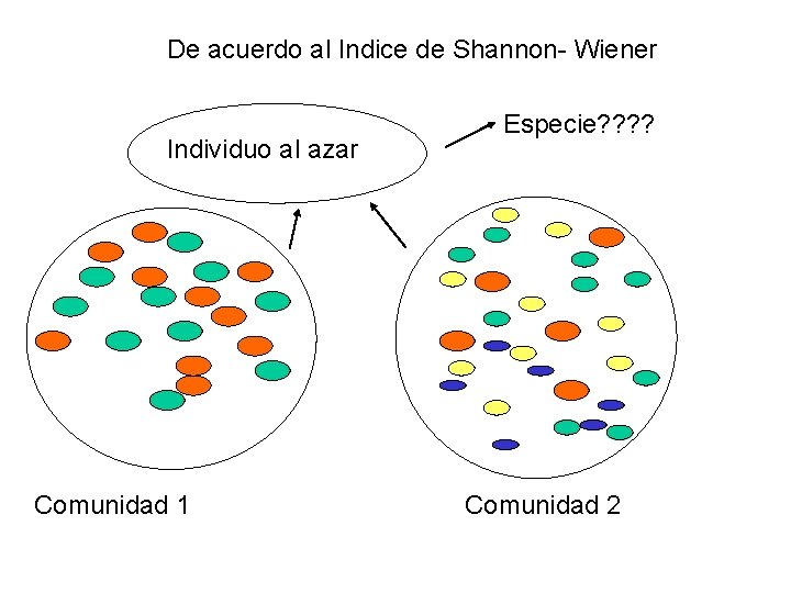 De acuerdo al Indice de Shannon- Wiener Individuo al azar Comunidad 1 Especie? ?