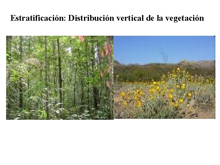 Estratificación: Distribución vertical de la vegetación 