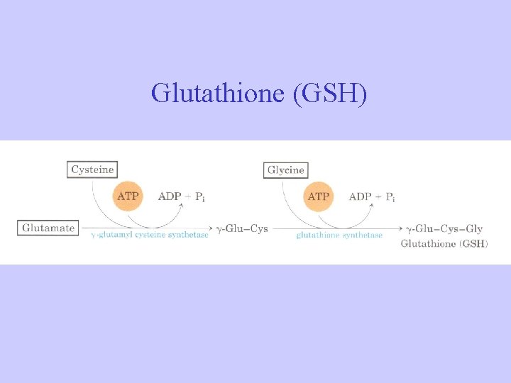Glutathione (GSH) Glutathione (GSH)