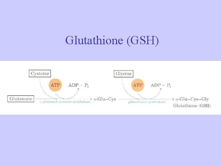 Glutathione (GSH) 